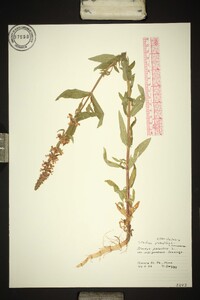 Stachys palustris image