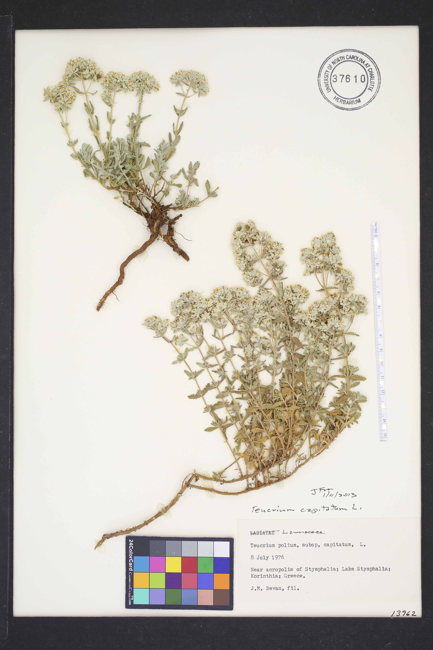 Teucrium capitatum image