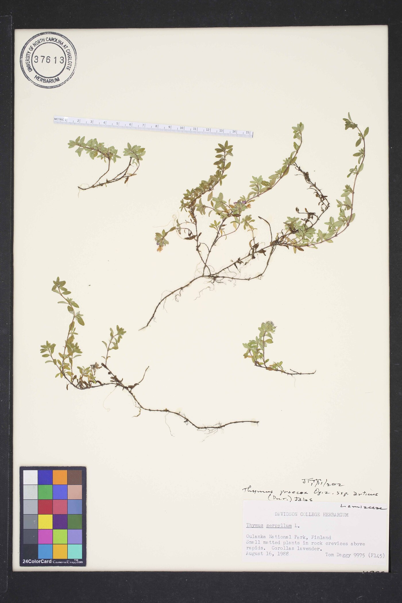 Thymus praecox subsp. arcticus image