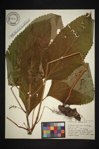 Collinsonia canadensis image