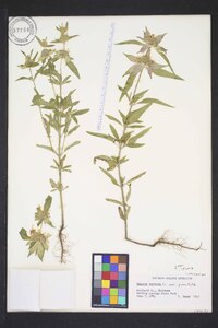 Monarda punctata var. punctata image