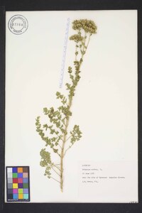 Origanum onites image