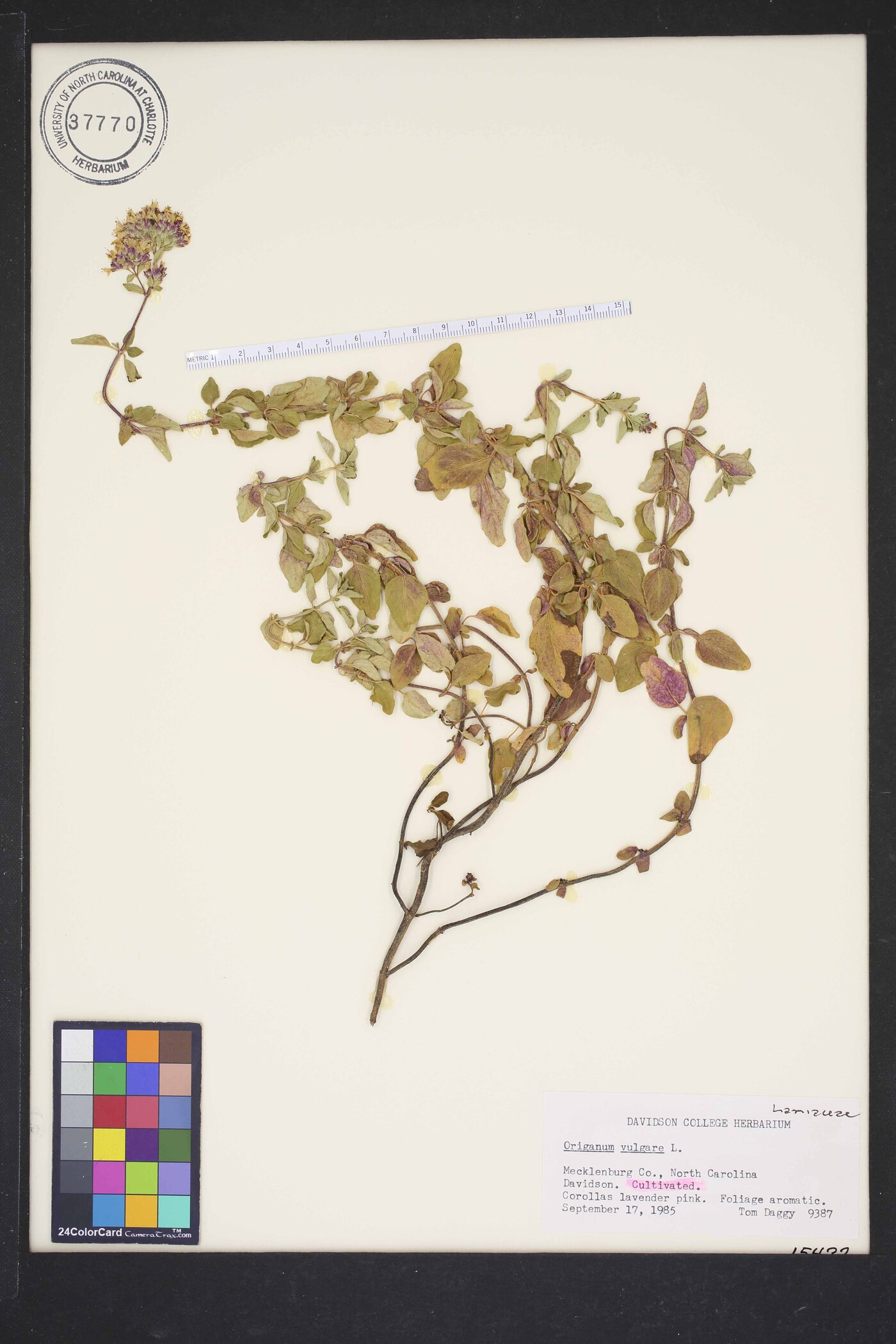 Origanum vulgare subsp. vulgare image