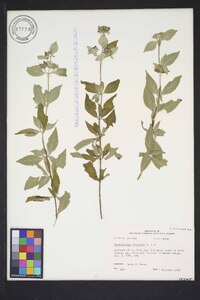 Pycnanthemum albescens image