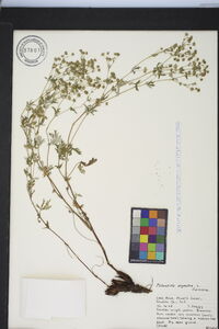 Potentilla argentea image