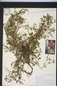 Potentilla argentea image