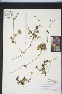 Potentilla canadensis var. canadensis image