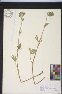 Potentilla gracilis image