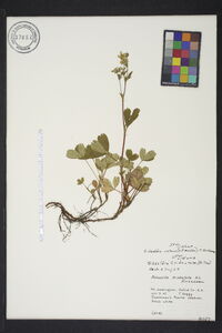 Sibbaldia procumbens image