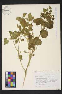 Physalis macrosperma image