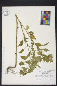 Physalis angulata image