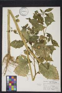 Physalis angulata image