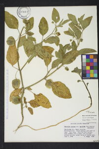 Physalis walteri image