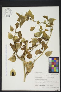 Physalis cordata image