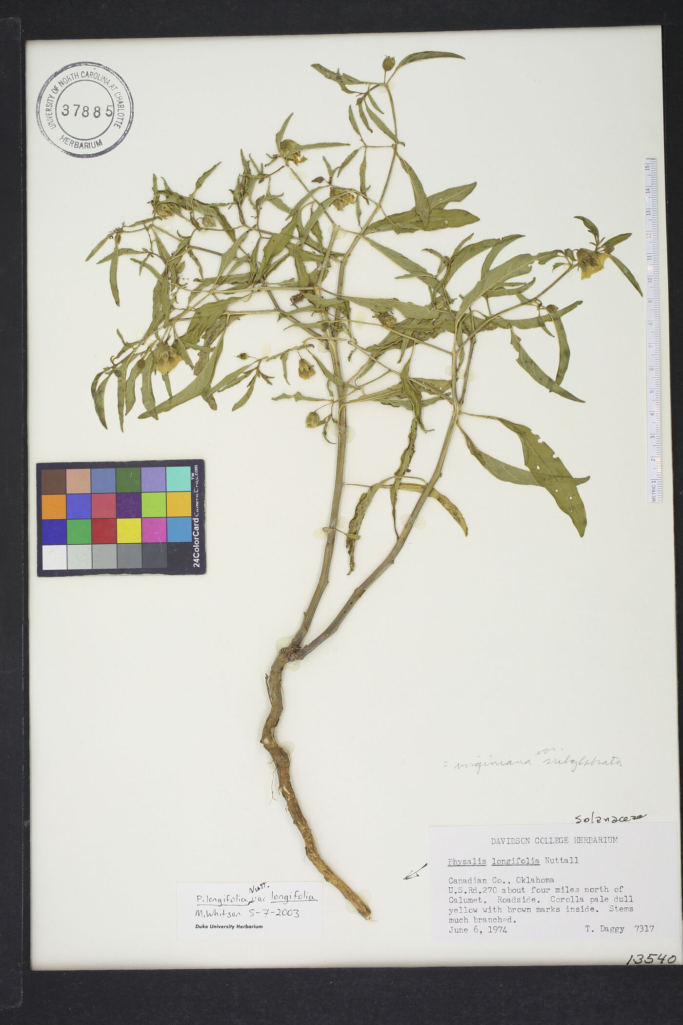 Physalis virginiana var. subglabrata image