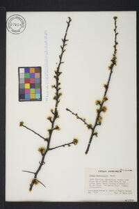 Prunus angustifolia image