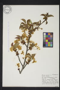 Prunus avium image