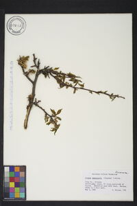 Prunus emarginata image