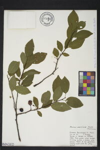 Prunus maritima image