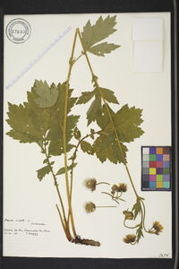 Geum rivale image