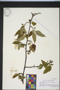 Malus angustifolia image