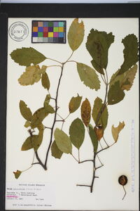 Malus angustifolia image