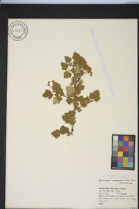 Physocarpus monogynus image