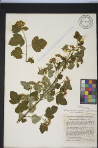 Physocarpus opulifolius var. opulifolius image