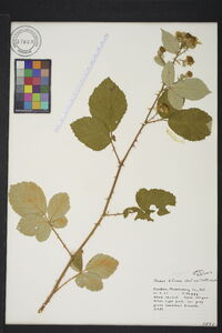 Rubus bifrons image