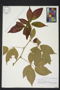 Rubus canadensis image