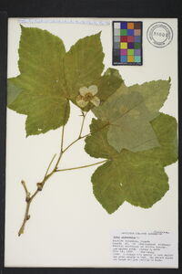 Rubus chamaemorus image