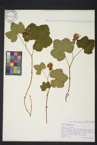 Rubus chamaemorus image
