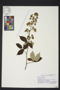 Rubus fruticosus image