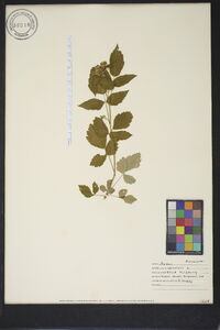 Rubus occidentalis image