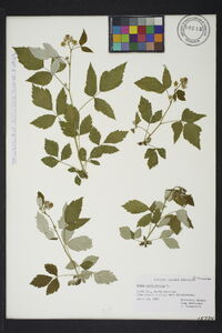 Rubus occidentalis image