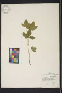 Rubus pubescens var. pubescens image