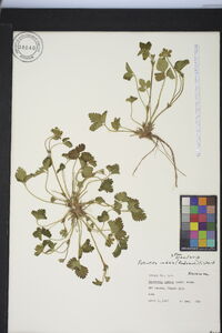 Potentilla indica image