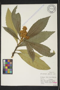 Eriobotrya japonica image