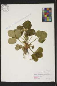 Fragaria chiloensis var. ananassa image