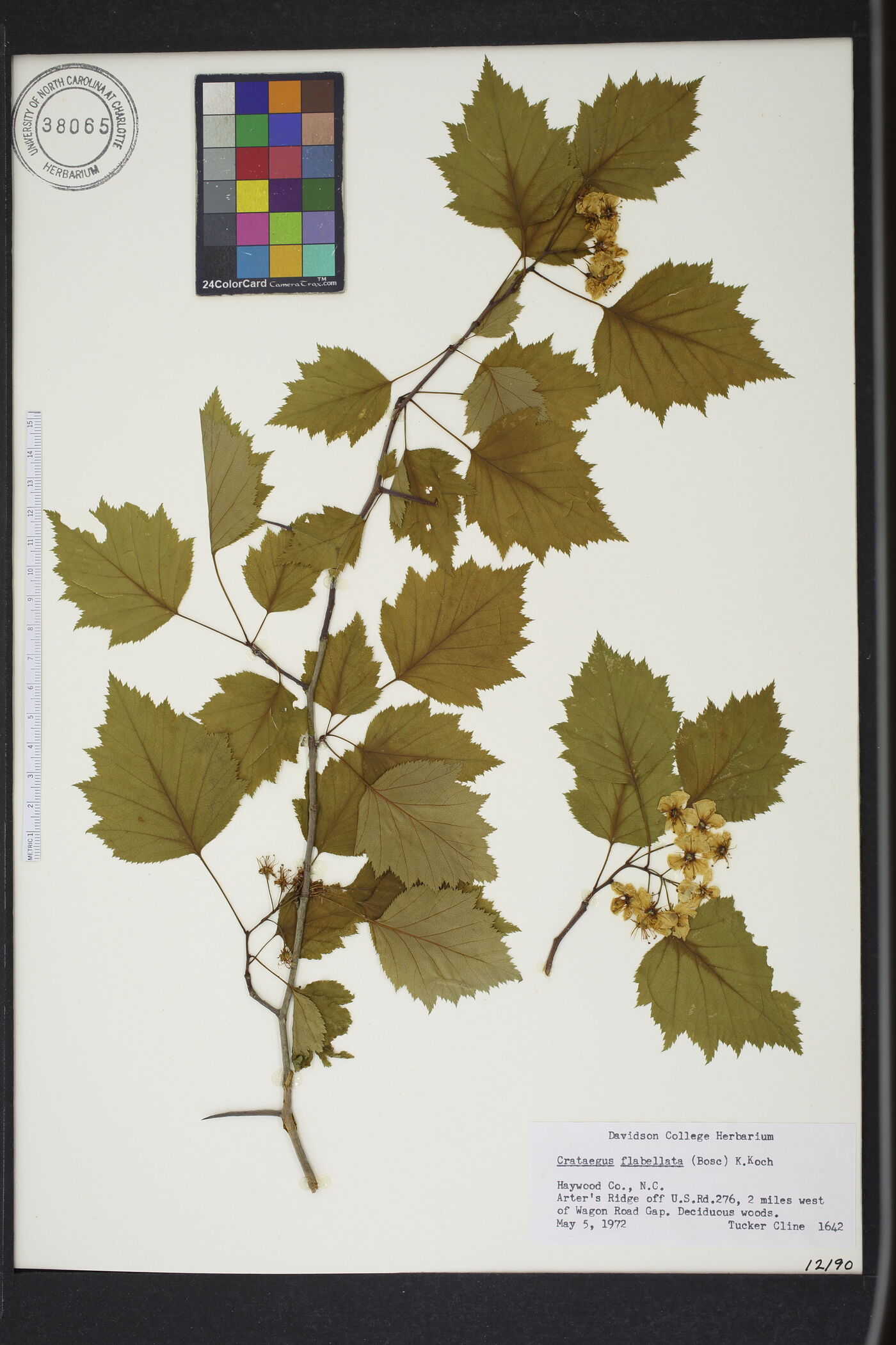 Crataegus flabellata image