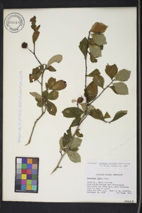 Crataegus uniflora image