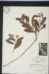 Geobalanus oblongifolius image