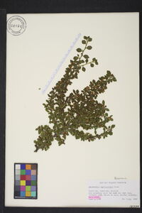 Cotoneaster horizontalis image