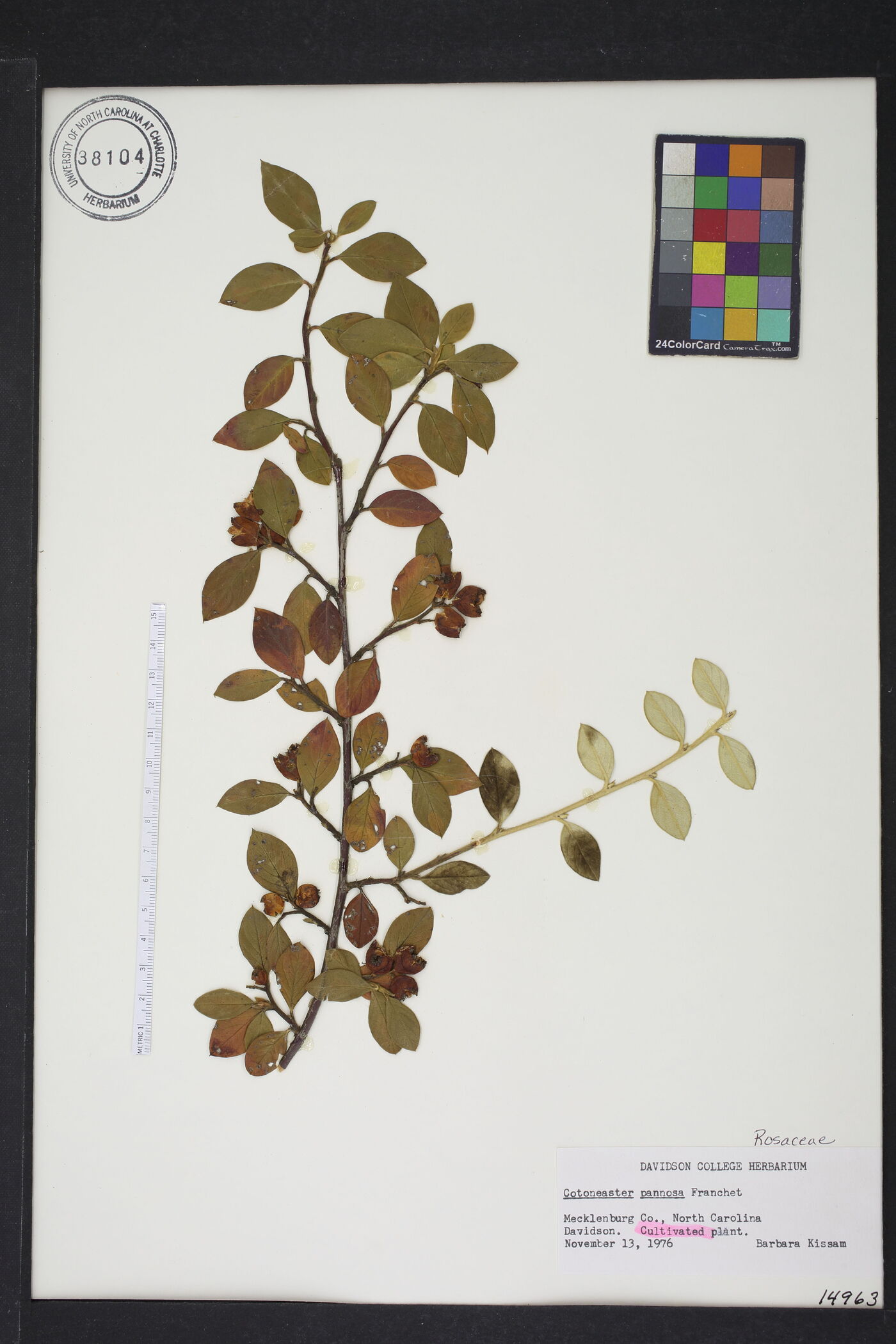 Cotoneaster pannosus image