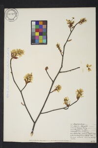 Amelanchier laevis image