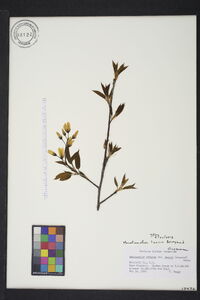 Amelanchier laevis image