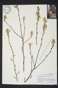 Amelanchier obovalis image