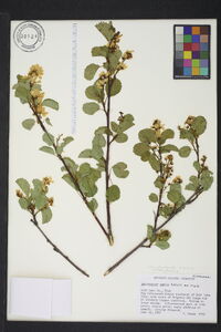 Amelanchier pumila image