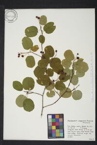 Amelanchier sanguinea image