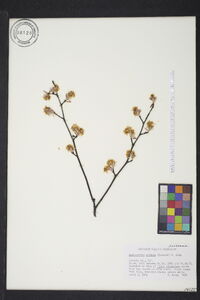 Amelanchier spicata image